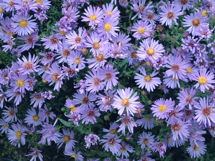 'Wood's Light Blue' Aster-New York - Aster novi-belgii from Tidal Roots Garden Center 'Wood's Light Blue' Aster-New York - Aster novi-belgii from Tidal Roots Garden Center