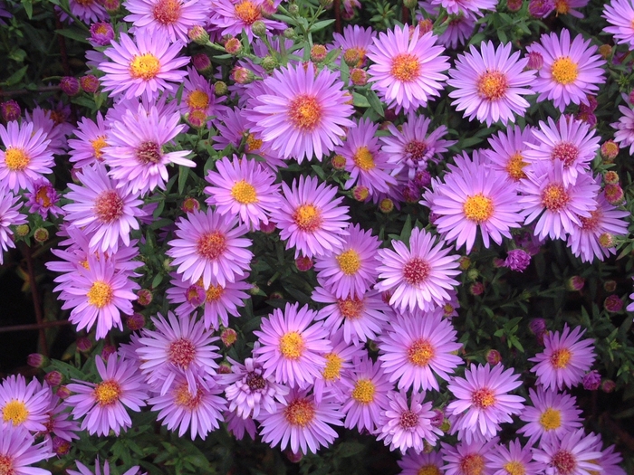 'Wood's Purple' Aster-New York - Aster novi-belgii from Tidal Roots Garden Center 'Wood's Purple' Aster-New York - Aster novi-belgii from Tidal Roots Garden Center