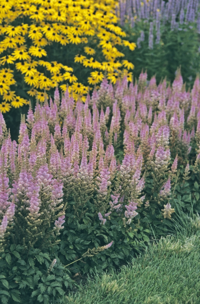 'Pumila' Astilbe-Chinese Dwarf - Astilbe chinensis from Tidal Roots Garden Center 'Pumila' Astilbe-Chinese Dwarf - Astilbe chinensis from Tidal Roots Garden Center