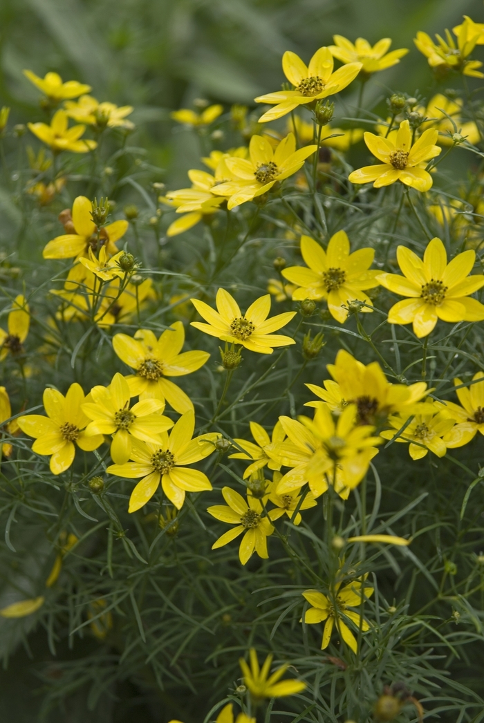 'Zagreb' Tickseed - Coreopsis verticillata from Tidal Roots Garden Center 'Zagreb' Tickseed - Coreopsis verticillata from Tidal Roots Garden Center