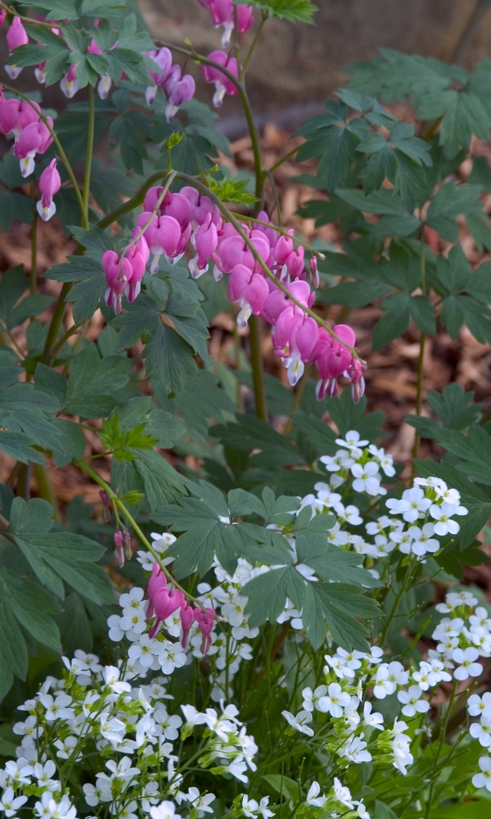 Bleeding Heart - Dicentra spectabilis from Tidal Roots Garden Center Bleeding Heart - Dicentra spectabilis from Tidal Roots Garden Center