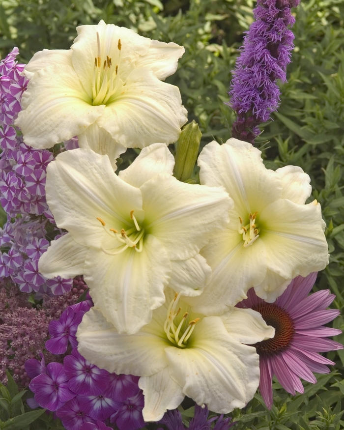 'Joan Senior' Daylily-Designer - Hemerocallis from Tidal Roots Garden Center 'Joan Senior' Daylily-Designer - Hemerocallis from Tidal Roots Garden Center
