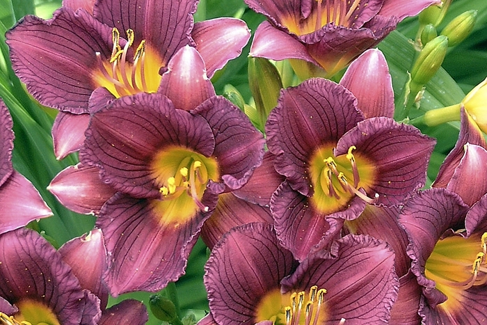 'Razzamatazz' Daylily - Hemerocallis from Tidal Roots Garden Center 'Razzamatazz' Daylily - Hemerocallis from Tidal Roots Garden Center