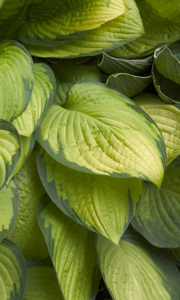 'Gold Standard' Hosta, Plantain Lily - Hosta from Tidal Roots Garden Center 'Gold Standard' Hosta, Plantain Lily - Hosta from Tidal Roots Garden Center
