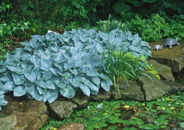 'Halcyon' Hosta, Plantain Lily - Hosta from Tidal Roots Garden Center 'Halcyon' Hosta, Plantain Lily - Hosta from Tidal Roots Garden Center