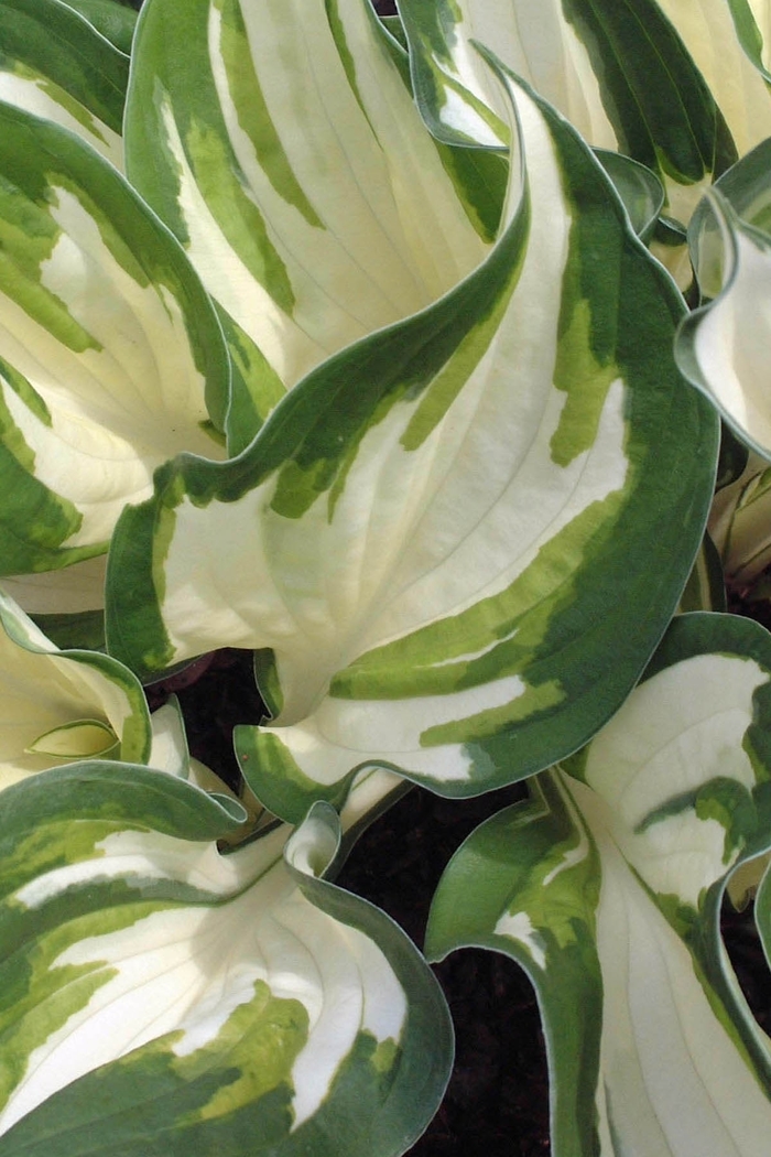 'Loyalist' Hosta, Plantain Lily - Hosta from Tidal Roots Garden Center 'Loyalist' Hosta, Plantain Lily - Hosta from Tidal Roots Garden Center