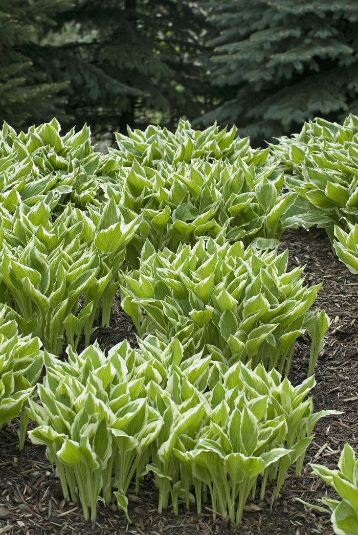 'Albo-marginata' Hosta, Plantain Lily - Hosta undulata from Tidal Roots Garden Center 'Albo-marginata' Hosta, Plantain Lily - Hosta undulata from Tidal Roots Garden Center