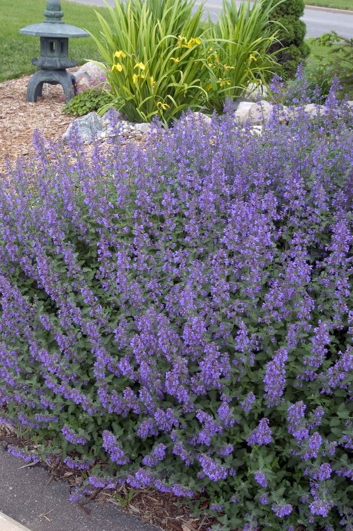 'Walker's Low' Catmint - Nepeta racemosa from Tidal Roots Garden Center 'Walker's Low' Catmint - Nepeta racemosa from Tidal Roots Garden Center