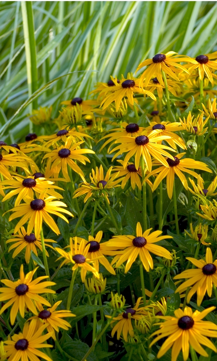 'Goldsturm' Black Eyed Susan - Rudbeckia fulgida from Tidal Roots Garden Center 'Goldsturm' Black Eyed Susan - Rudbeckia fulgida from Tidal Roots Garden Center