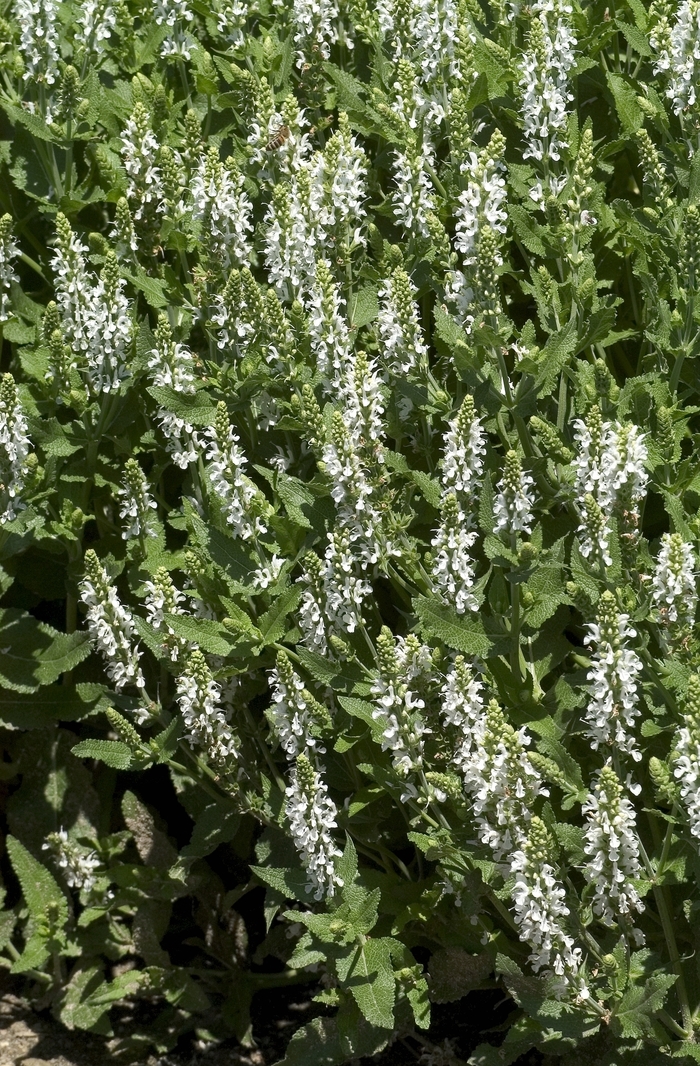 'Snow Hill (Schneehugel)' Sage - Salvia x sylvestris from Tidal Roots Garden Center 'Snow Hill (Schneehugel)' Sage - Salvia x sylvestris from Tidal Roots Garden Center
