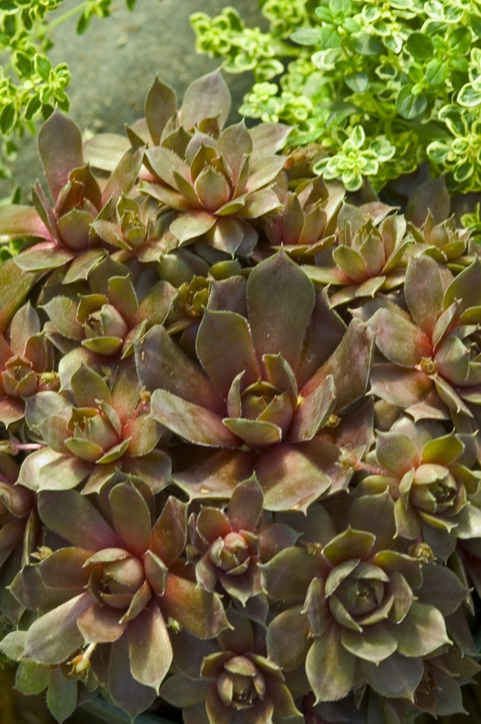 'Silverine' Hen & Chicks - Sempervivum from Tidal Roots Garden Center