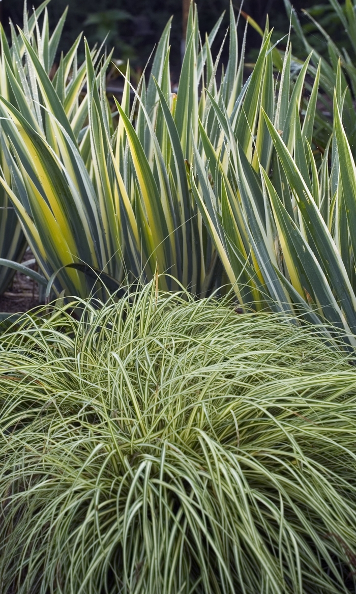 'Evergold' Sedge - Carex oshimensis from Tidal Roots Garden Center 'Evergold' Sedge - Carex oshimensis from Tidal Roots Garden Center