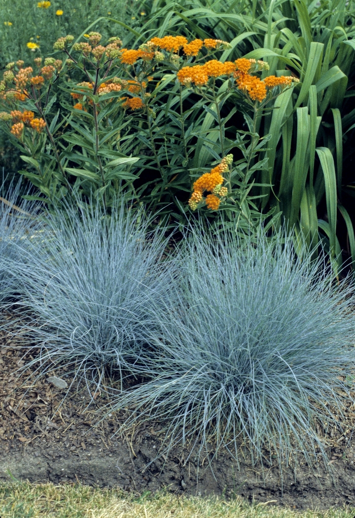 'Elijah Blue' Fescue - Festuca ovina glauca from Tidal Roots Garden Center 'Elijah Blue' Fescue - Festuca ovina glauca from Tidal Roots Garden Center