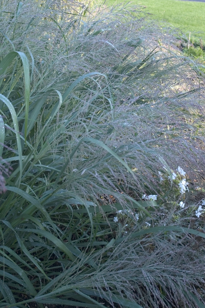 'Dallas Blues' Grass-Ornamental - Panicum virgatum from Tidal Roots Garden Center 'Dallas Blues' Grass-Ornamental - Panicum virgatum from Tidal Roots Garden Center