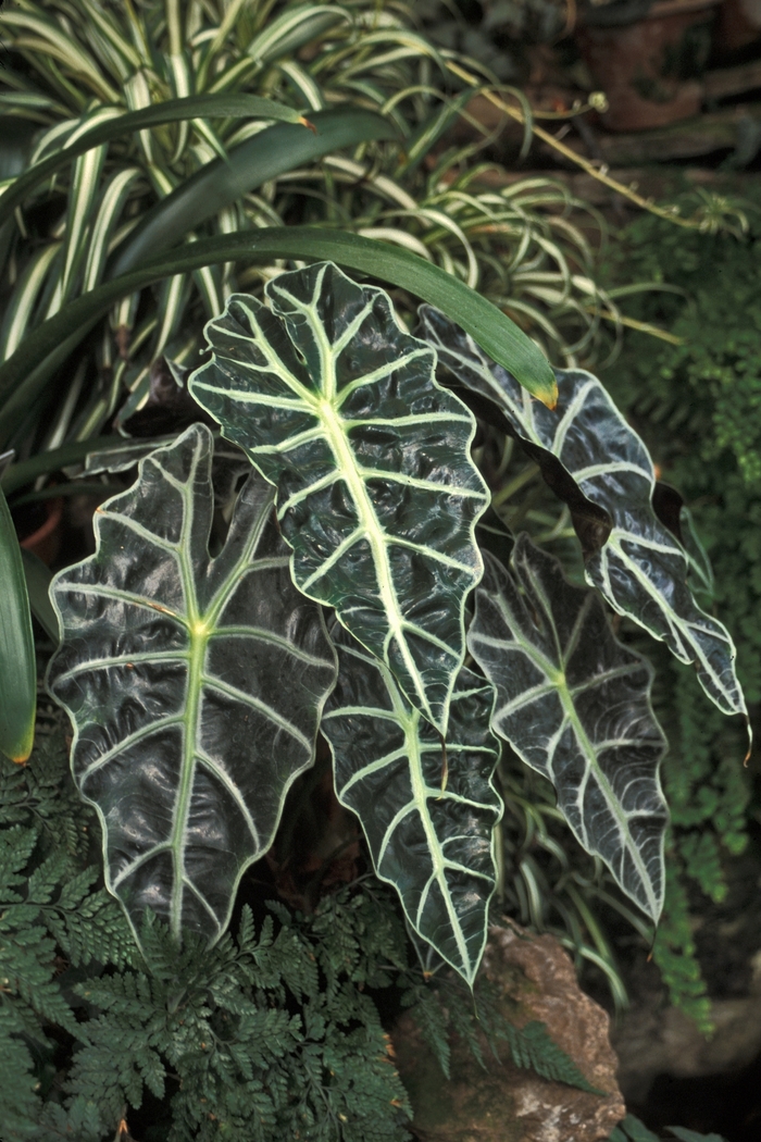 'Polly' - Alocasia amazonica from Tidal Roots Garden Center 'Polly' - Alocasia amazonica from Tidal Roots Garden Center