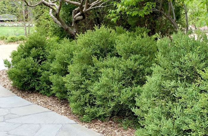 'Wintergreen' Boxwood - Buxus microphylla var. japonica from Tidal Roots Garden Center 'Wintergreen' Boxwood - Buxus microphylla var. japonica from Tidal Roots Garden Center