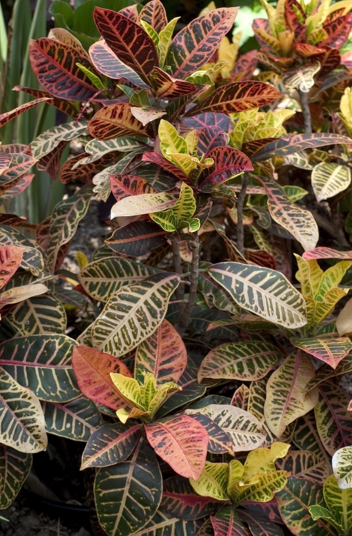 Croton - Codiaeum variegatum from Tidal Roots Garden Center Croton - Codiaeum variegatum from Tidal Roots Garden Center