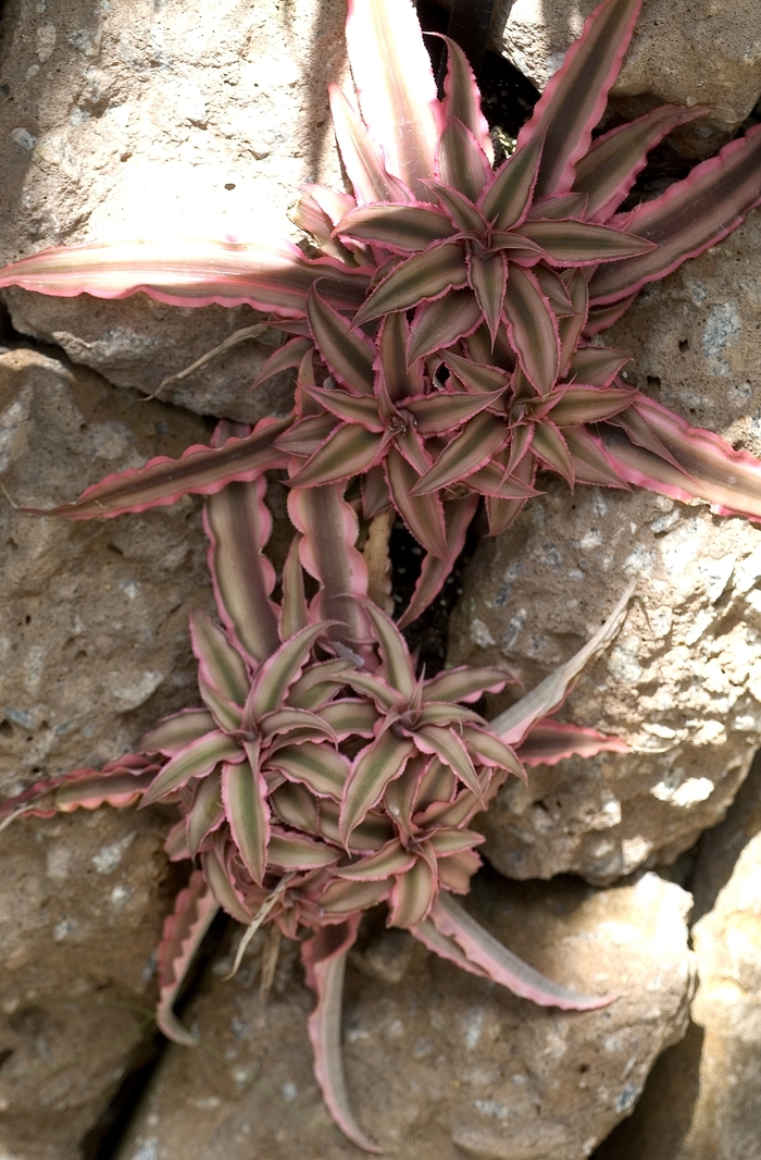 Earth Star - Cryptanthus from Tidal Roots Garden Center Earth Star - Cryptanthus from Tidal Roots Garden Center