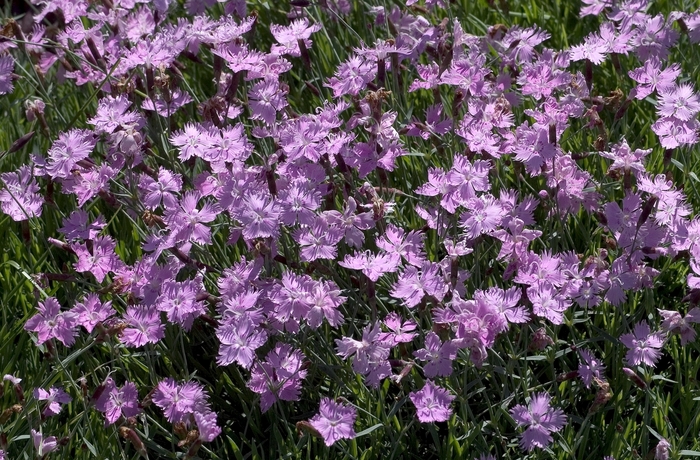 'Baths Pink' Cheddar Pink - Dianthus from Tidal Roots Garden Center 'Baths Pink' Cheddar Pink - Dianthus from Tidal Roots Garden Center