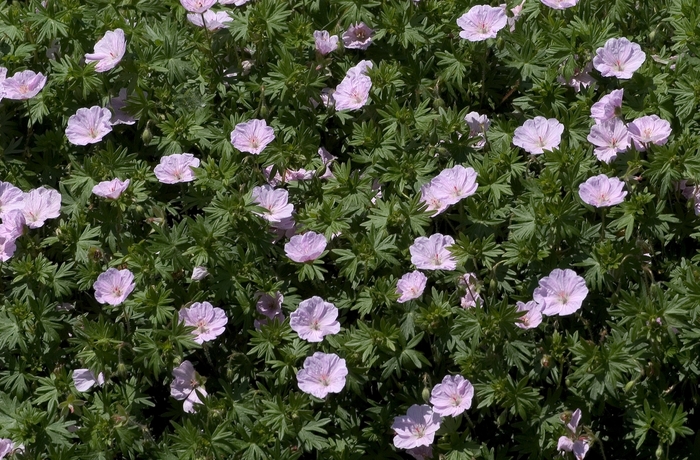 Bloody Cranesbill - Geranium sanguineum var. striatum from Tidal Roots Garden Center Bloody Cranesbill - Geranium sanguineum var. striatum from Tidal Roots Garden Center