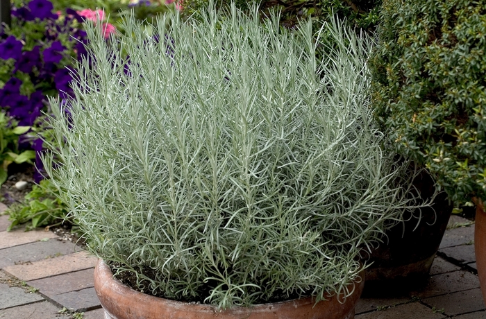 Licorice Plant - Helichrysum italicum from Tidal Roots Garden Center Licorice Plant - Helichrysum italicum from Tidal Roots Garden Center