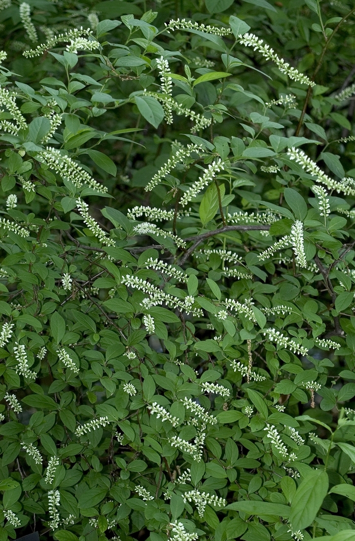 Sweetspire - Itea virginica from Tidal Roots Garden Center Sweetspire - Itea virginica from Tidal Roots Garden Center
