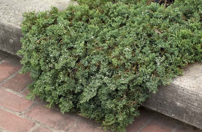 'Wiltonii' Blue Rug Juniper - Juniperus horizontalis from Tidal Roots Garden Center 'Wiltonii' Blue Rug Juniper - Juniperus horizontalis from Tidal Roots Garden Center