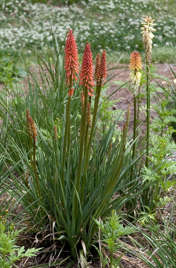 'Flamenco Mix' Red Hot Poker - Kniphofia uvaria from Tidal Roots Garden Center 'Flamenco Mix' Red Hot Poker - Kniphofia uvaria from Tidal Roots Garden Center