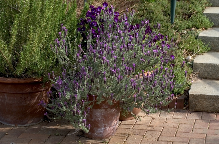 Toothed Lavender - Lavandula dentata from Tidal Roots Garden Center Toothed Lavender - Lavandula dentata from Tidal Roots Garden Center