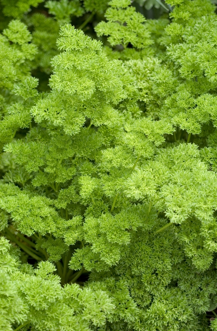 'Afro' Curly Parsley - Petroselinum crispum from Tidal Roots Garden Center 'Afro' Curly Parsley - Petroselinum crispum from Tidal Roots Garden Center