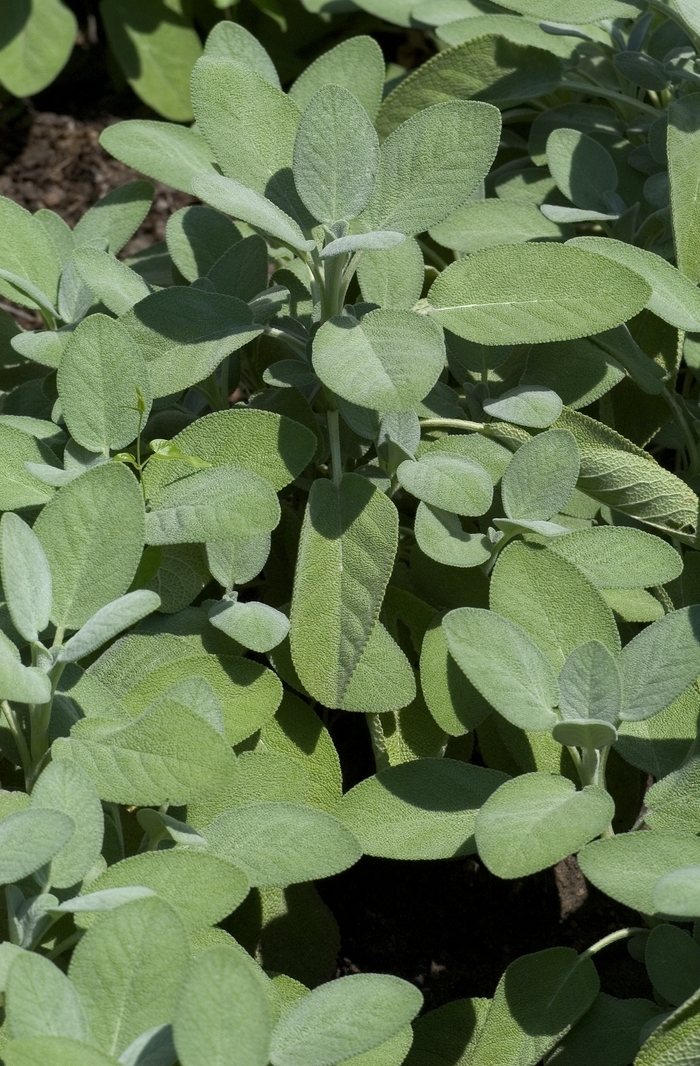 'Berggarten' Sage - Salvia officinalis from Tidal Roots Garden Center 'Berggarten' Sage - Salvia officinalis from Tidal Roots Garden Center
