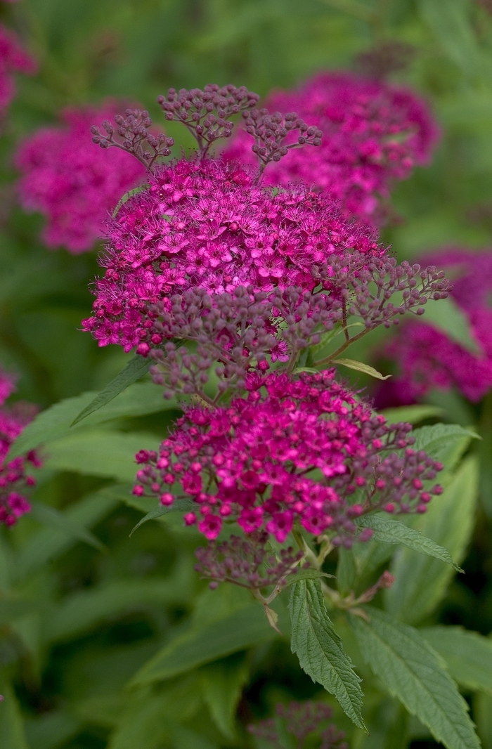 ''Neon Flash'' Spirea - Spiraea japonica from Tidal Roots Garden Center ''Neon Flash'' Spirea - Spiraea japonica from Tidal Roots Garden Center