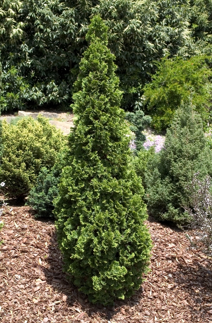 'Degroot's Spire' Arborvitae - Thuja occidentalis from Tidal Roots Garden Center 'Degroot's Spire' Arborvitae - Thuja occidentalis from Tidal Roots Garden Center