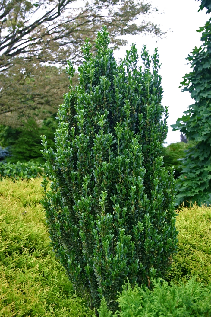 'Sky Pencil' Japanese Holly - Ilex crenata from Tidal Roots Garden Center 'Sky Pencil' Japanese Holly - Ilex crenata from Tidal Roots Garden Center