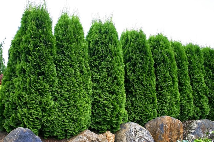 'Emerald' Arborvitae - Thuja occidentalis from Tidal Roots Garden Center 'Emerald' Arborvitae - Thuja occidentalis from Tidal Roots Garden Center