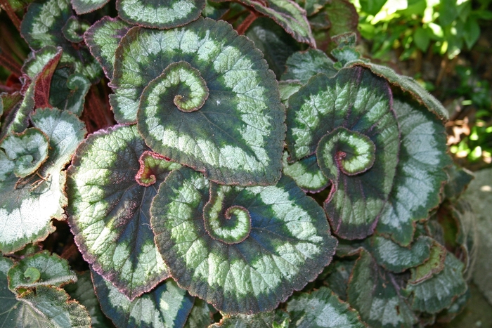 'Escargot' Rex Begonia - Begonia rex-cultorum from Tidal Roots Garden Center 'Escargot' Rex Begonia - Begonia rex-cultorum from Tidal Roots Garden Center