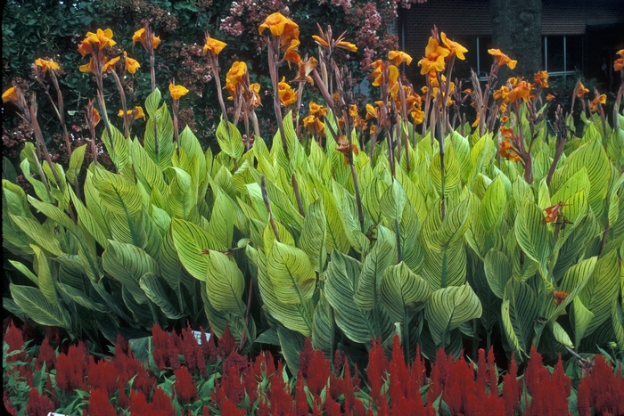 'Bengal Tiger' Canna Lily - Canna from Tidal Roots Garden Center 'Bengal Tiger' Canna Lily - Canna from Tidal Roots Garden Center