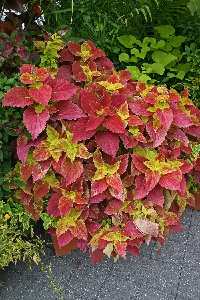 'Alabama Sunset' - coleus from Tidal Roots Garden Center 'Alabama Sunset' - coleus from Tidal Roots Garden Center