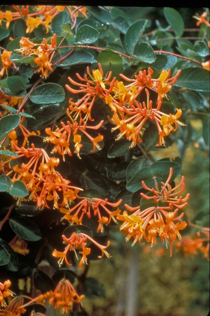'Mandarin' Honeysuckle Vine - Lonicera from Tidal Roots Garden Center 'Mandarin' Honeysuckle Vine - Lonicera from Tidal Roots Garden Center