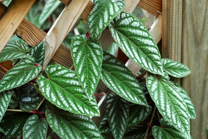 Rex Begonia Vine - Cissus discolor from Tidal Roots Garden Center Rex Begonia Vine - Cissus discolor from Tidal Roots Garden Center