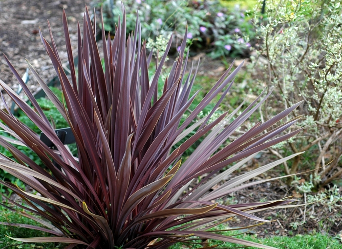 'Red Sensation' False Dracaena - Cordyline australis from Tidal Roots Garden Center 'Red Sensation' False Dracaena - Cordyline australis from Tidal Roots Garden Center