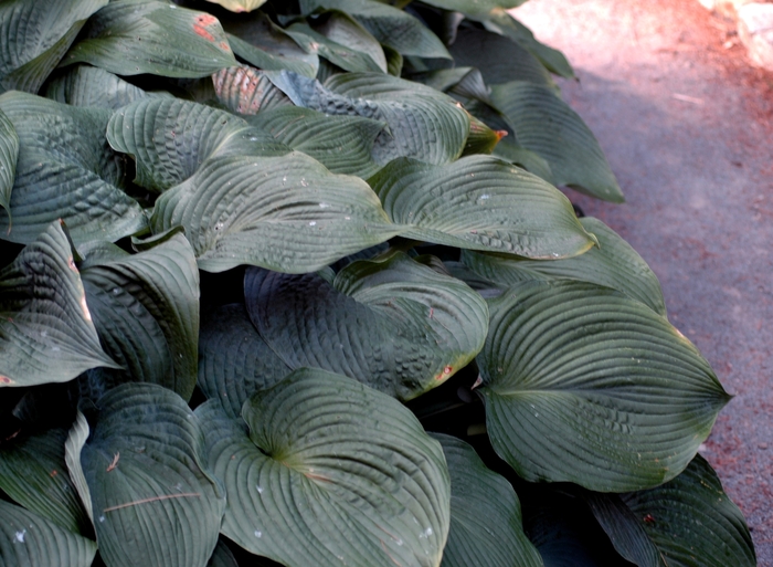 'Blue Angel' Hosta, Plantain Lily - Hosta from Tidal Roots Garden Center 'Blue Angel' Hosta, Plantain Lily - Hosta from Tidal Roots Garden Center