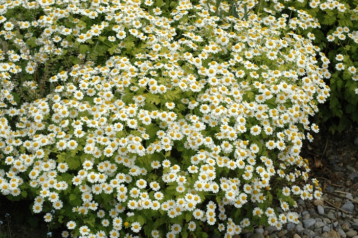 German Chamomile - Matricaria recutita from Tidal Roots Garden Center German Chamomile - Matricaria recutita from Tidal Roots Garden Center