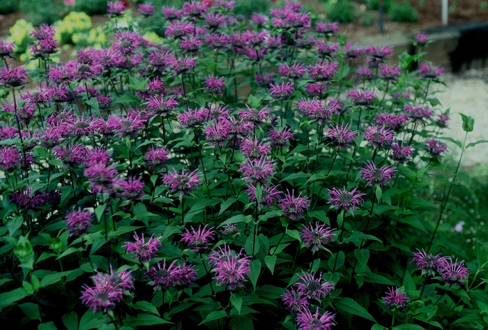 'Blue Stocking' Bee Balm - Monarda didyma from Tidal Roots Garden Center 'Blue Stocking' Bee Balm - Monarda didyma from Tidal Roots Garden Center