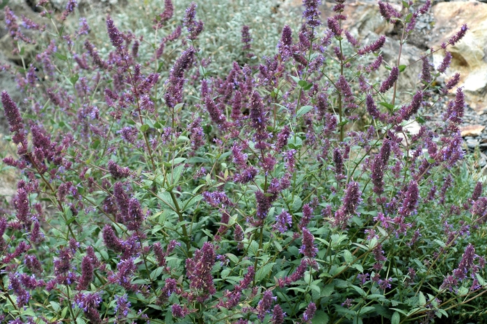 Catmint - Nepeta parnassica from Tidal Roots Garden Center Catmint - Nepeta parnassica from Tidal Roots Garden Center