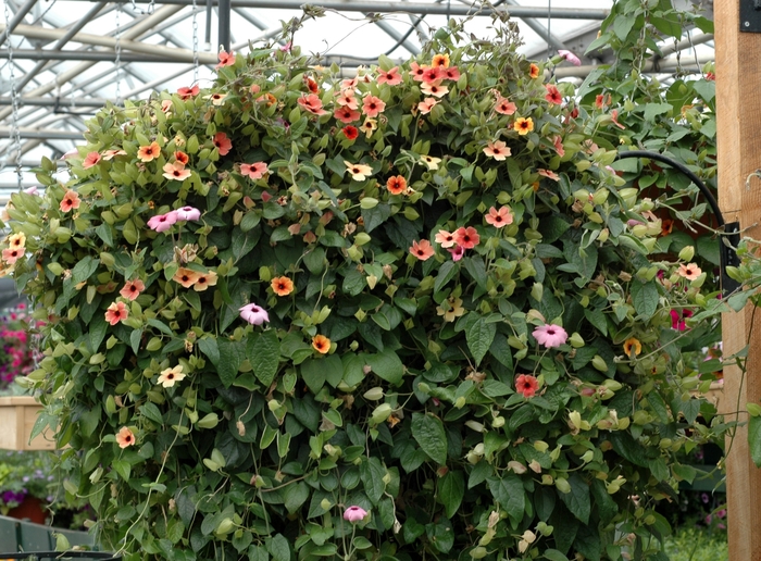 Black-eyed Susan Vine - Thunbergia alata from Tidal Roots Garden Center Black-eyed Susan Vine - Thunbergia alata from Tidal Roots Garden Center