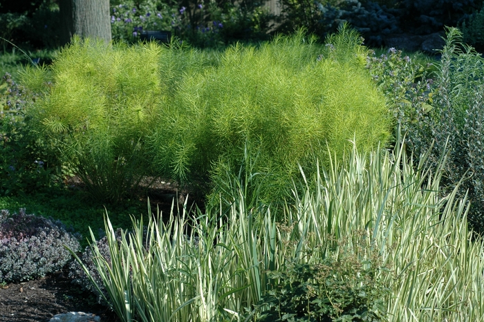'Variegata' Sweet Iris - Iris pallida from Tidal Roots Garden Center 'Variegata' Sweet Iris - Iris pallida from Tidal Roots Garden Center