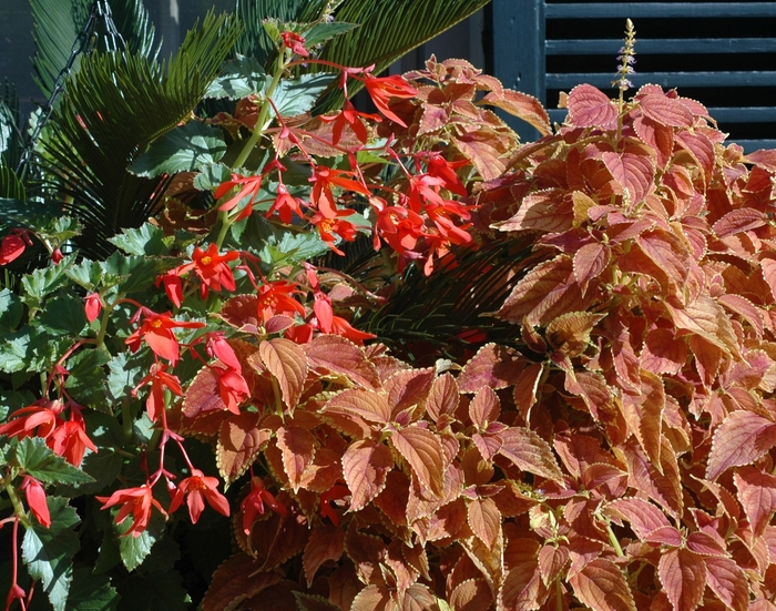 Begonia - Begonia boliviensis from Tidal Roots Garden Center Begonia - Begonia boliviensis from Tidal Roots Garden Center