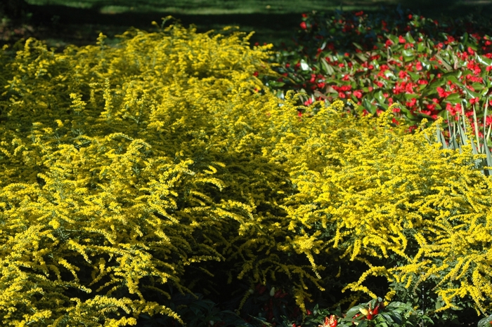 'Fireworks' Rough Goldenrod - Solidago rugosa from Tidal Roots Garden Center 'Fireworks' Rough Goldenrod - Solidago rugosa from Tidal Roots Garden Center