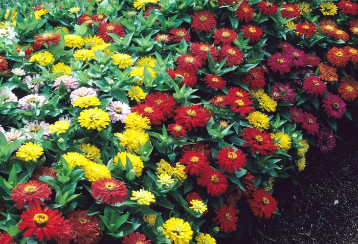 Dreamland™ Mix - Zinnia elegans from Tidal Roots Garden Center Dreamland™ Mix - Zinnia elegans from Tidal Roots Garden Center